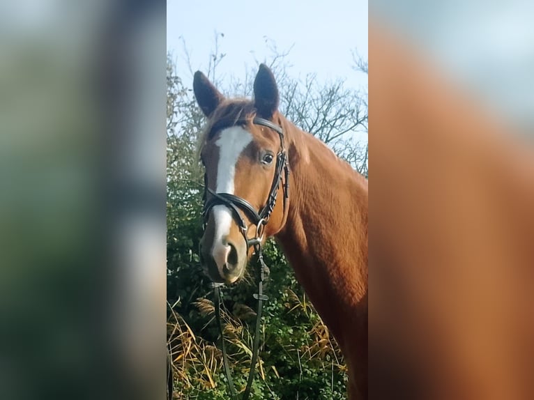 Oldenburger Wallach 3 Jahre 171 cm Fuchs in Heidesheim am Rhein