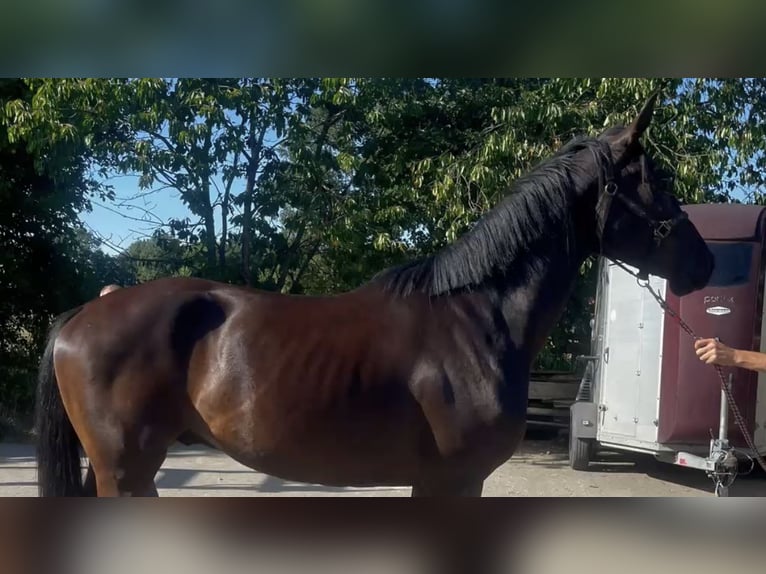 Oldenburger Wallach 3 Jahre 171 cm Rappe in Molbergen