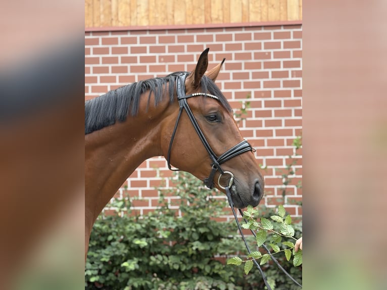 Oldenburger Wallach 3 Jahre 172 cm Brauner in Barver