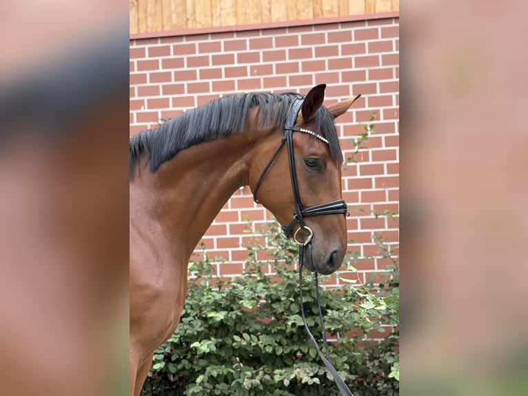 Oldenburger Wallach 3 Jahre 172 cm Brauner in Barver