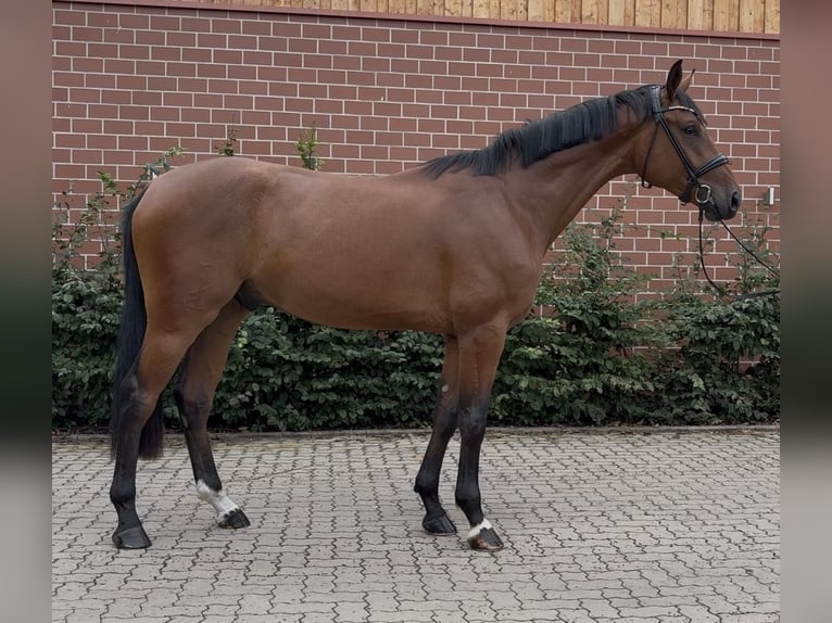 Oldenburger Wallach 3 Jahre 172 cm Brauner in Barver