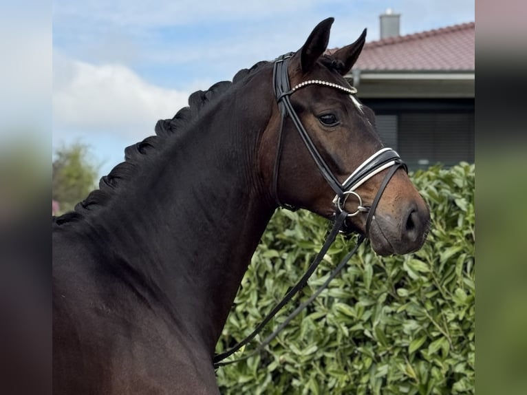 Oldenburger Wallach 3 Jahre 172 cm Brauner in Visbek