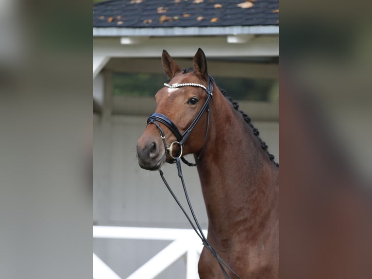 Oldenburger Wallach 3 Jahre 172 cm Dunkelbrauner in Hatten