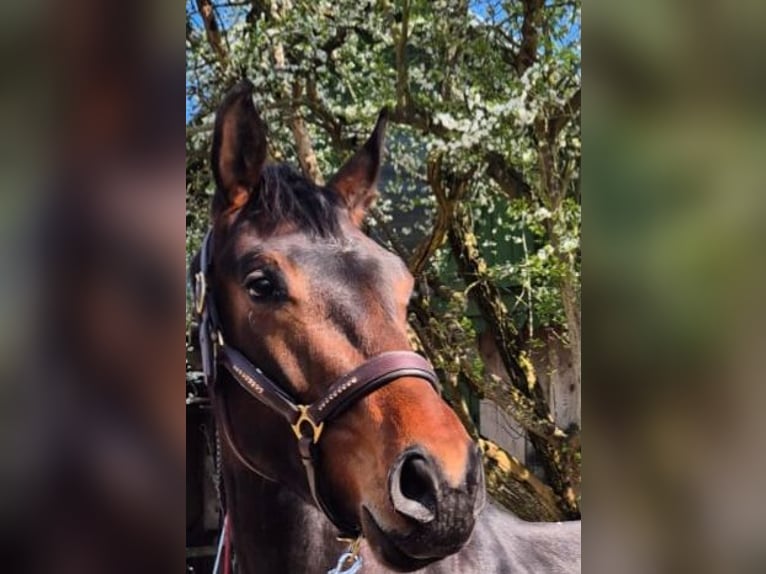 Oldenburger Wallach 3 Jahre 172 cm Dunkelbrauner in Kronberg im Taunus