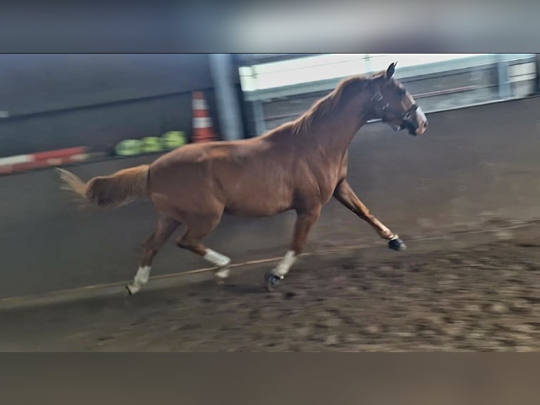Oldenburger Wallach 3 Jahre 172 cm Fuchs in Schenefeld