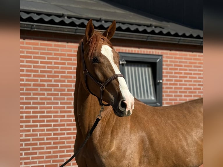 Oldenburger Wallach 3 Jahre 172 cm  in GROTE-BROGEL