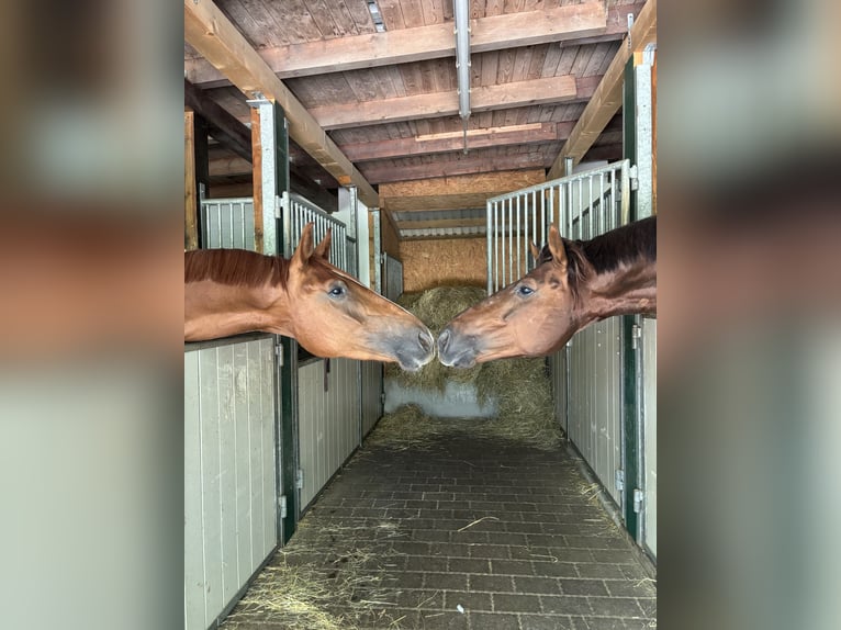 Oldenburger Wallach 3 Jahre 173 cm Fuchs in Lautertal