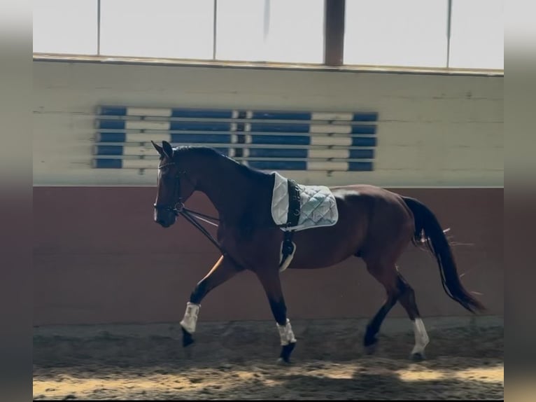 Oldenburger Wallach 3 Jahre 174 cm Brauner in Maintal