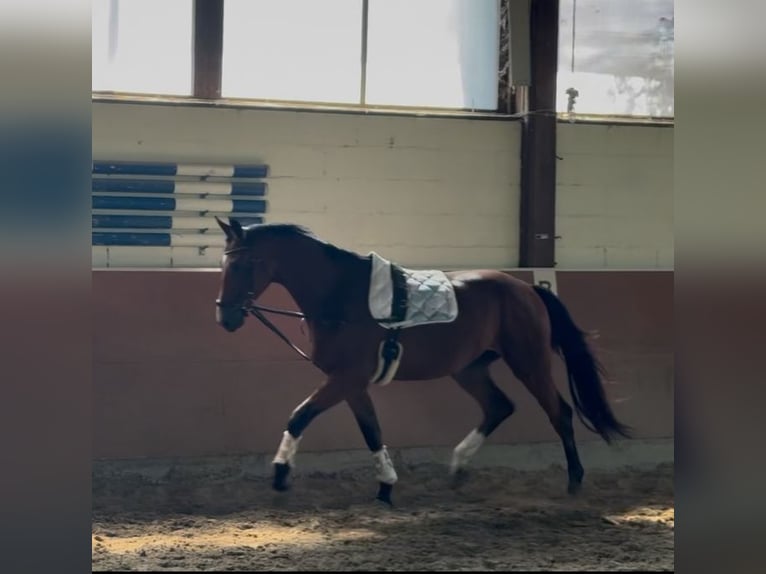 Oldenburger Wallach 3 Jahre 174 cm Brauner in Maintal