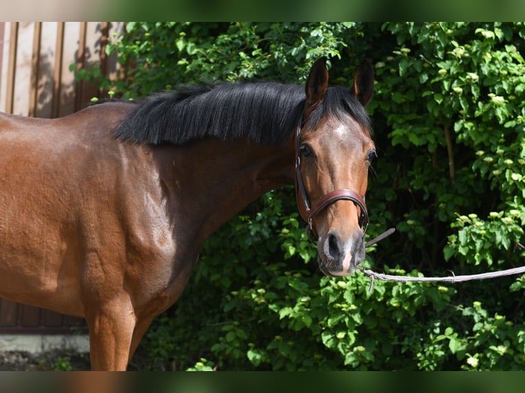 Oldenburger Wallach 3 Jahre 174 cm Brauner in Geilenkirchen