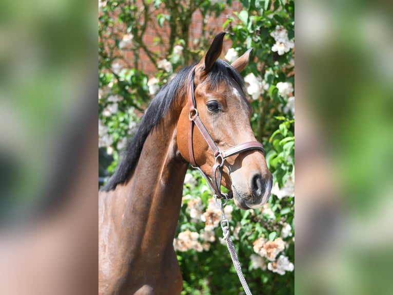 Oldenburger Wallach 3 Jahre 174 cm Brauner in Geilenkirchen