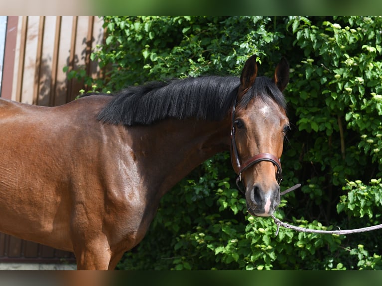 Oldenburger Wallach 3 Jahre 174 cm Brauner in Geilenkirchen