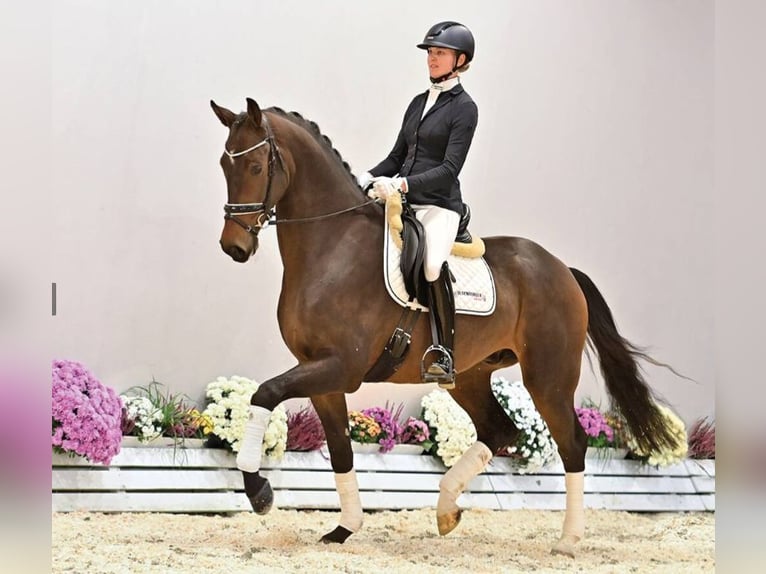 Oldenburger Wallach 3 Jahre 174 cm Brauner in Vechta