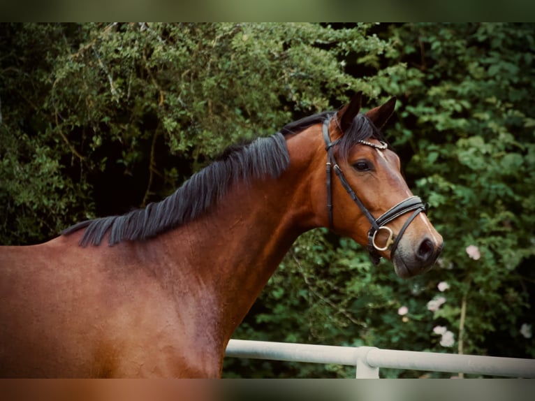 Oldenburger Wallach 3 Jahre 174 cm Brauner in Bassum
