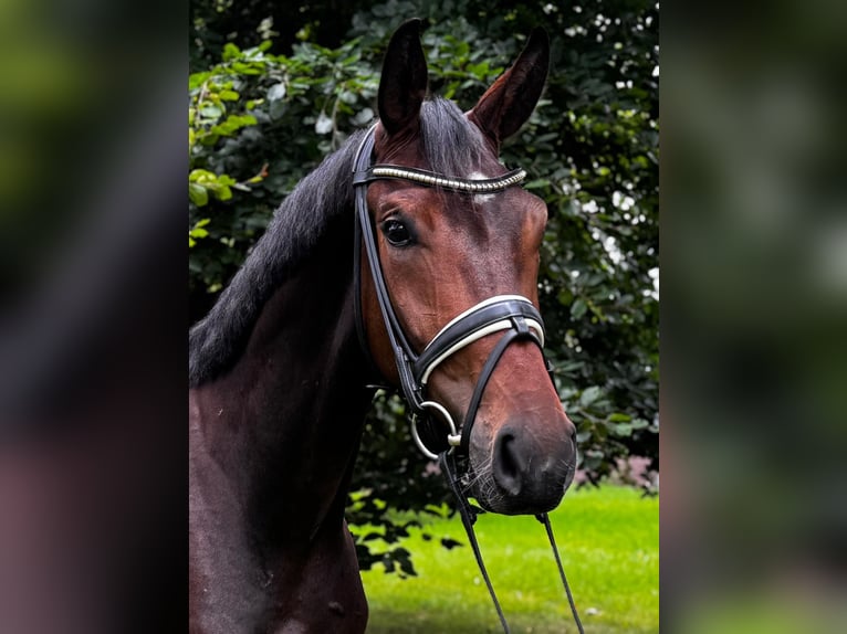 Oldenburger Wallach 3 Jahre 174 cm Dunkelbrauner in WohltorfAum&#xFC;hle