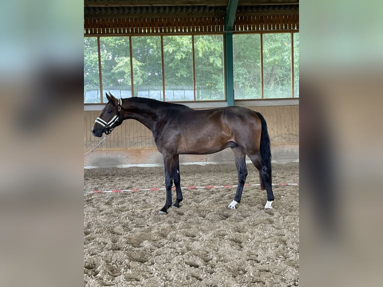 Oldenburger Wallach 3 Jahre 174 cm Dunkelbrauner in Ibbenbüren