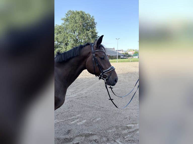 Oldenburger Wallach 3 Jahre 175 cm Brauner in Großefehn Ostgroßefehn