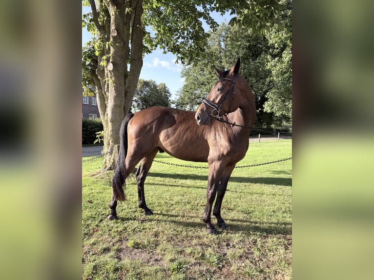 Oldenburger Wallach 3 Jahre 175 cm Brauner in Großefehn Ostgroßefehn