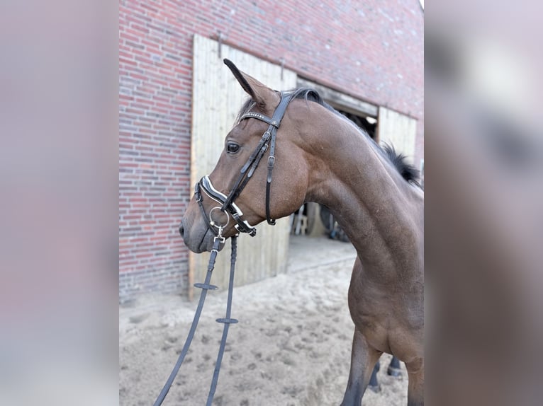 Oldenburger Wallach 3 Jahre 175 cm Brauner in Großefehn Ostgroßefehn
