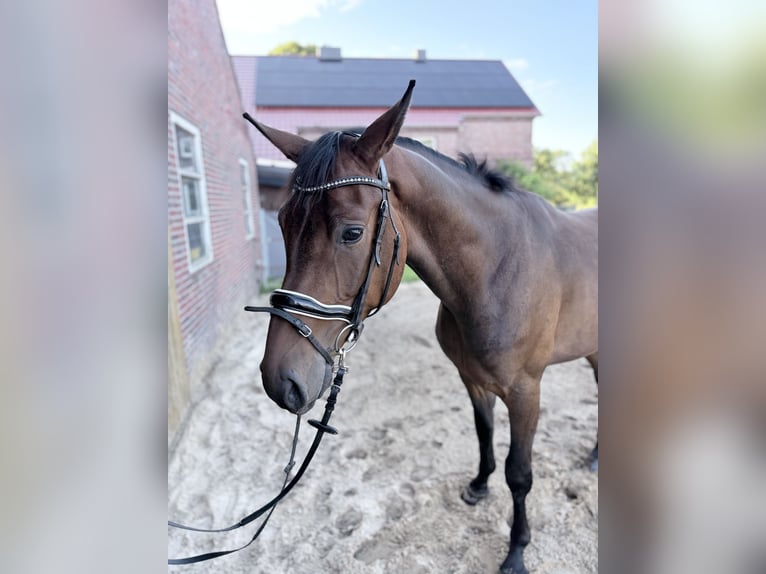 Oldenburger Wallach 3 Jahre 175 cm Brauner in Großefehn Ostgroßefehn