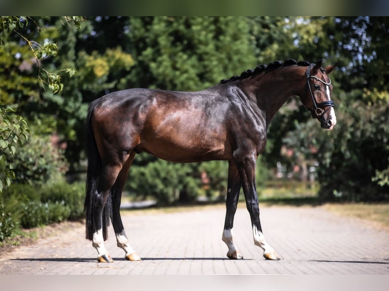 Oldenburger Wallach 3 Jahre 177 cm Brauner in Lippetal