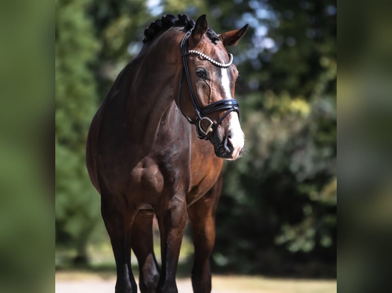 Oldenburger Wallach 3 Jahre 177 cm Brauner in Lippetal
