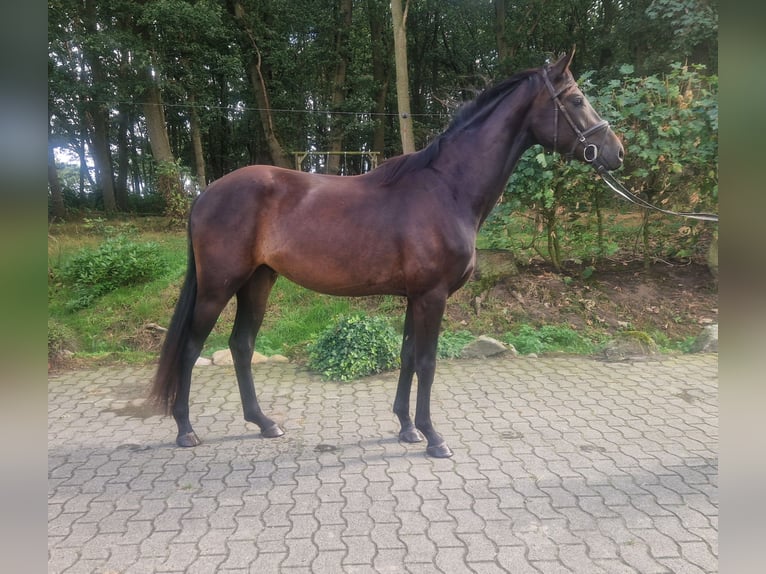 Oldenburger Wallach 3 Jahre Dunkelbrauner in Lindern (Oldenburg)