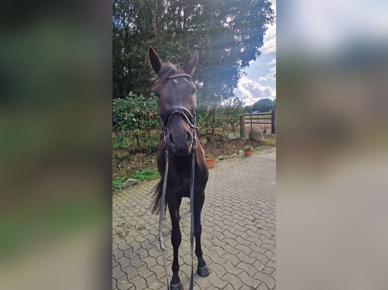 Oldenburger Wallach 3 Jahre Dunkelbrauner in Lindern (Oldenburg)