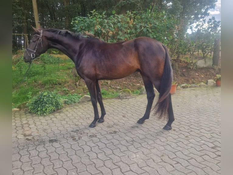 Oldenburger Wallach 3 Jahre Dunkelbrauner in Lindern (Oldenburg)
