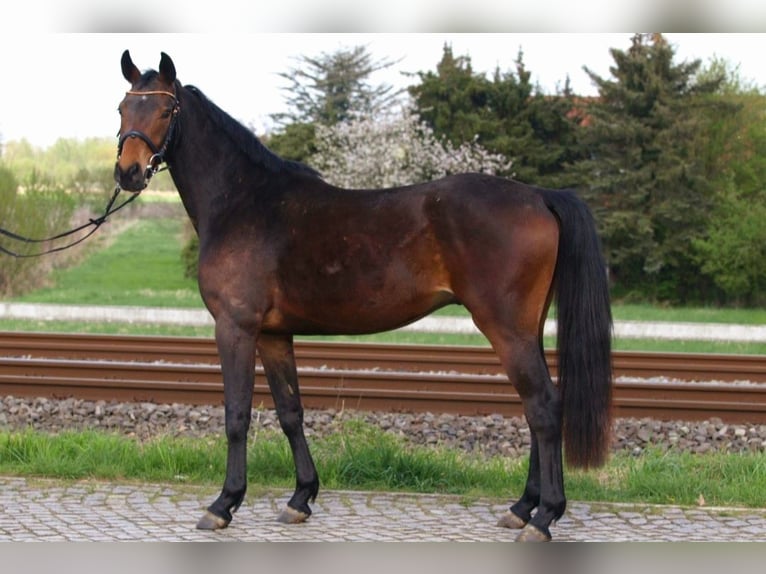 Oldenburger Wallach 4 Jahre 156 cm Brauner in Buxtehude