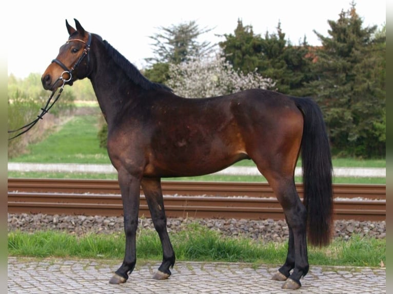 Oldenburger Wallach 4 Jahre 156 cm Brauner in Buxtehude