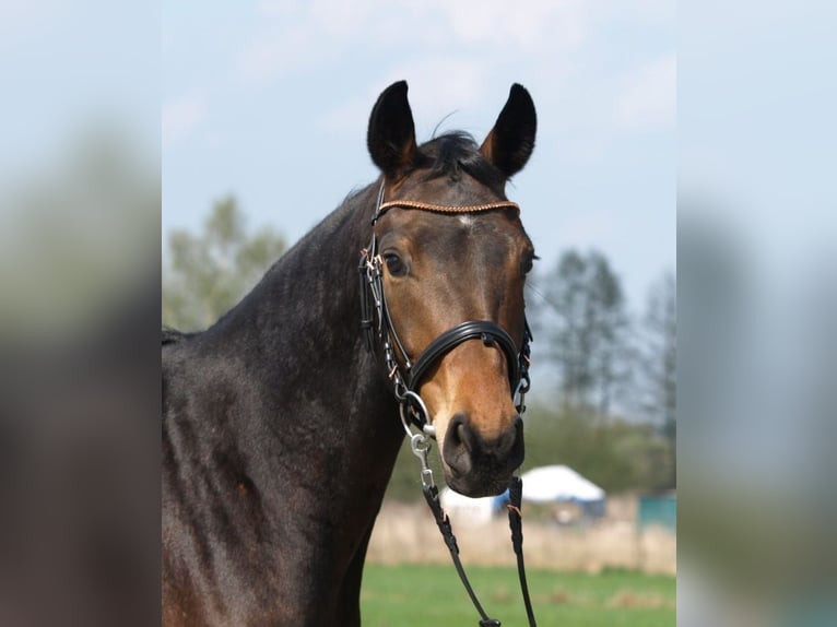 Oldenburger Wallach 4 Jahre 156 cm Brauner in Buxtehude