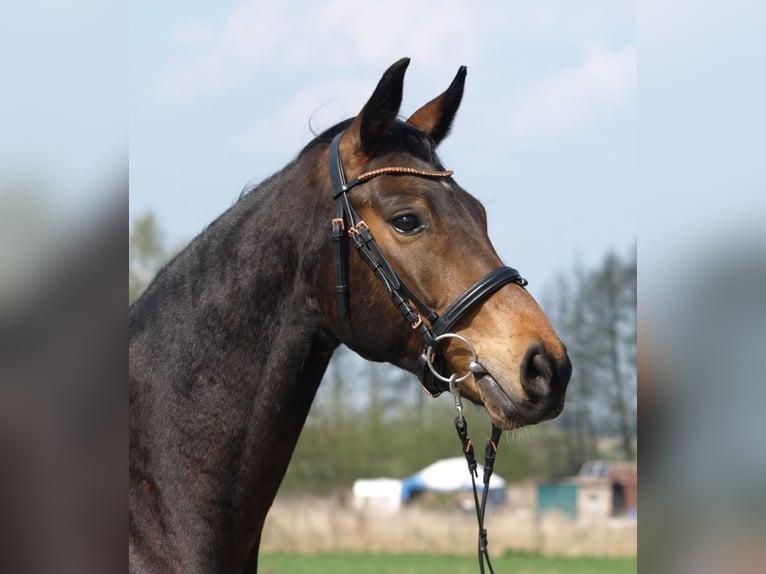 Oldenburger Wallach 4 Jahre 156 cm Brauner in Buxtehude