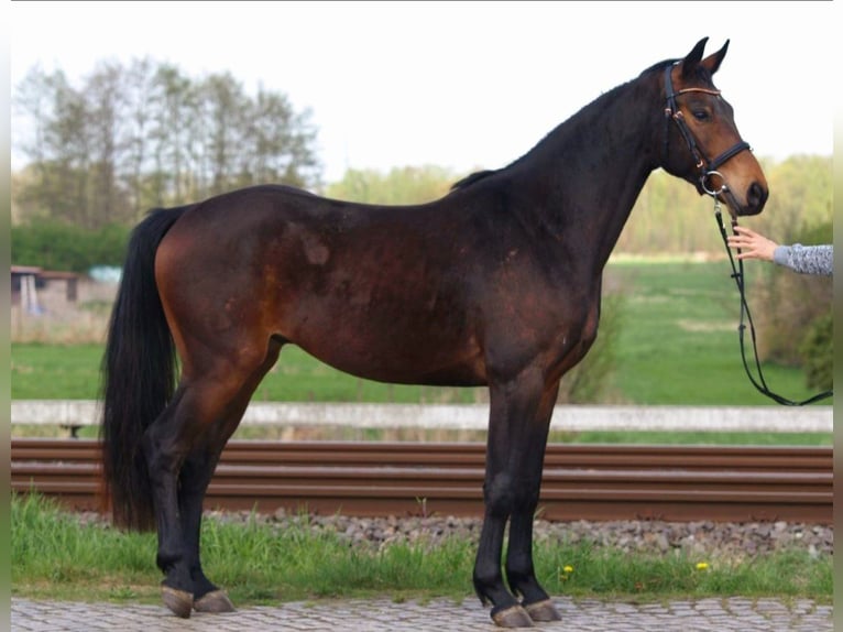 Oldenburger Wallach 4 Jahre 156 cm Brauner in Buxtehude