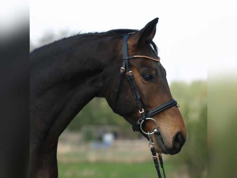 Oldenburger Wallach 4 Jahre 156 cm Brauner in Buxtehude