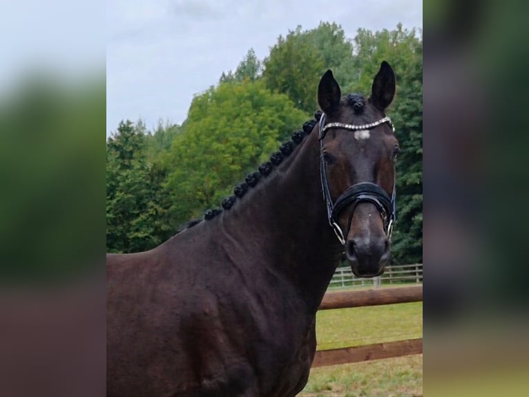 Oldenburger Wallach 4 Jahre 160 cm Dunkelbrauner in Warstein