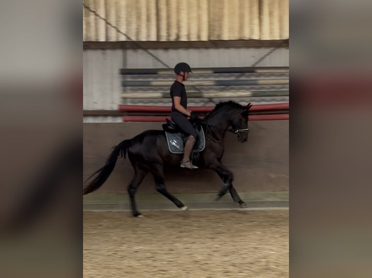 Oldenburger Wallach 4 Jahre 160 cm Rappe in Hilden