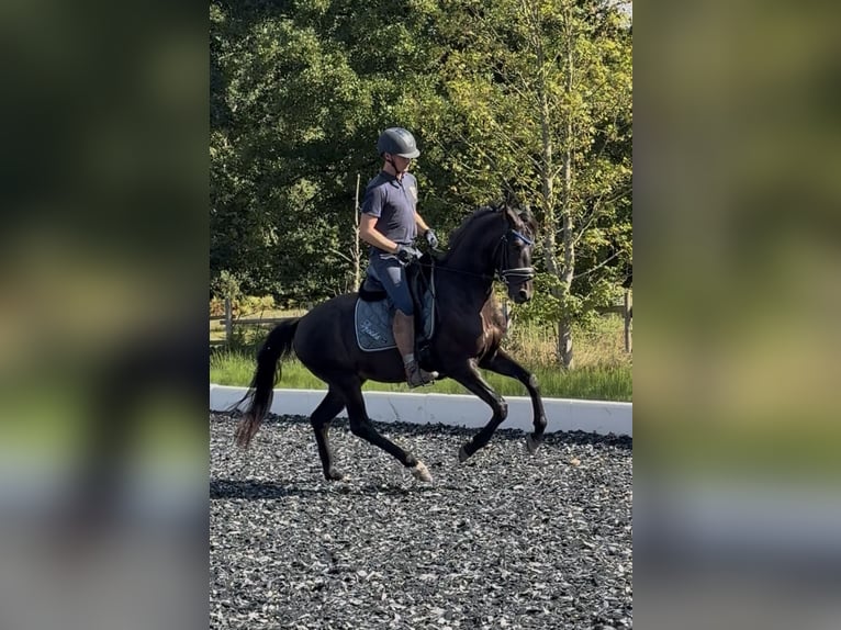 Oldenburger Wallach 4 Jahre 160 cm Rappe in Hilden