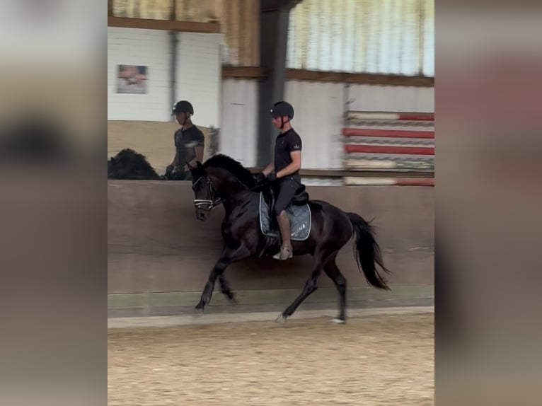 Oldenburger Wallach 4 Jahre 160 cm Rappe in Hilden