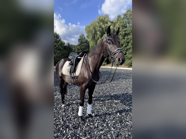 Oldenburger Wallach 4 Jahre 160 cm Rappe in Hilden