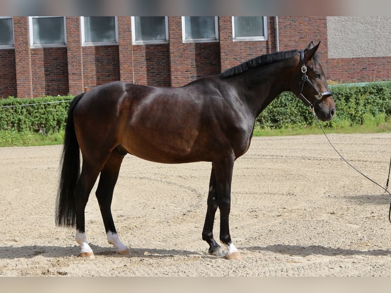 Oldenburger Wallach 4 Jahre 162 cm Dunkelbrauner in M&#xFC;lheim an der Ruhr
