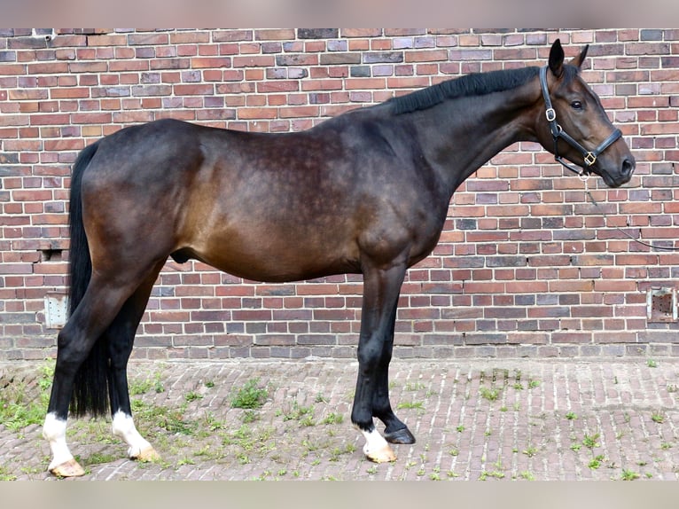 Oldenburger Wallach 4 Jahre 162 cm Dunkelbrauner in M&#xFC;lheim an der Ruhr