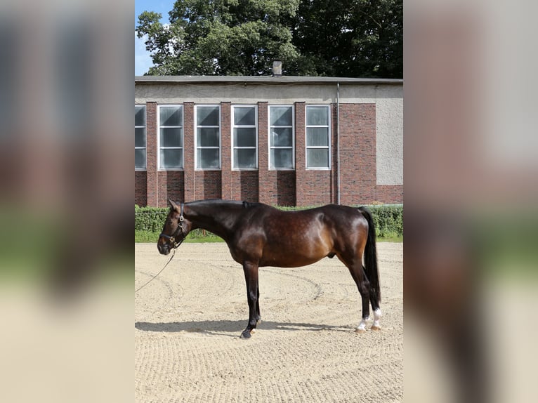 Oldenburger Wallach 4 Jahre 162 cm Dunkelbrauner in M&#xFC;lheim an der Ruhr