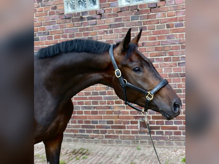 Oldenburger Wallach 4 Jahre 162 cm Dunkelbrauner in M&#xFC;lheim an der Ruhr