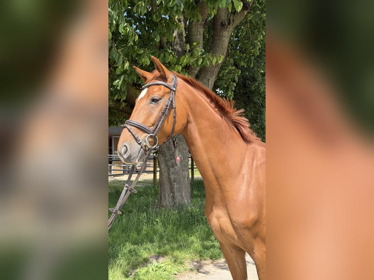 Oldenburger Wallach 4 Jahre 162 cm Fuchs in FuldatalFuldatal