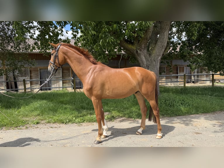 Oldenburger Wallach 4 Jahre 162 cm Fuchs in FuldatalFuldatal