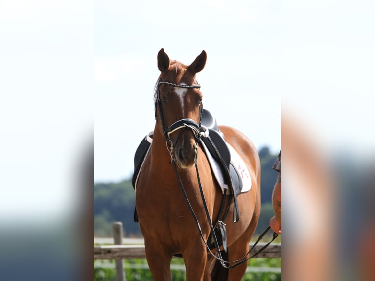 Oldenburger Wallach 4 Jahre 162 cm Fuchs in St Marein bei Graz