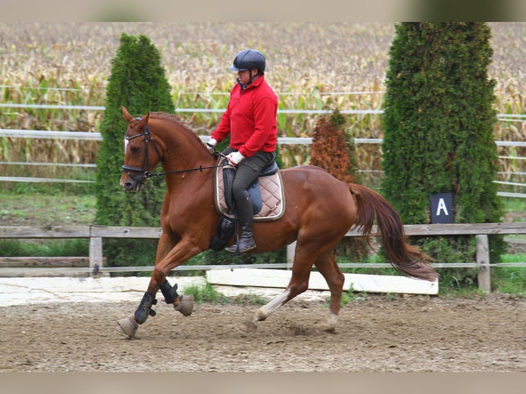 Oldenburger Wallach 4 Jahre 162 cm Fuchs in St Marein bei Graz