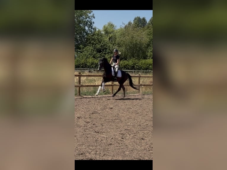 Oldenburger Wallach 4 Jahre 162 cm Rappe in Weiterstadt