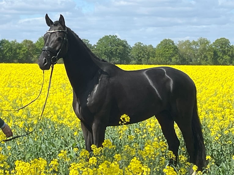 Oldenburger Wallach 4 Jahre 162 cm Schwarzbrauner in Bakum